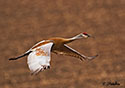 Grus canadensis